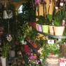 cvecara-ikebana-becej